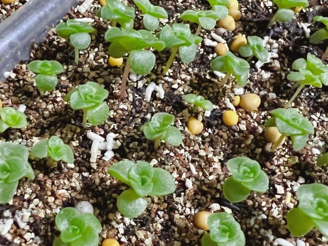 佛珠多肉扦插怎么活？-第3张图片-吾爱花网