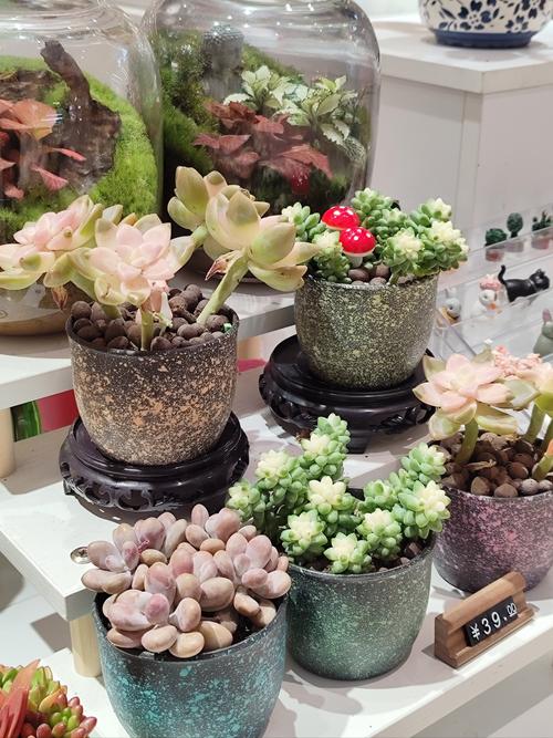 盆栽鲜花图片集有哪些品种？-第1张图片-吾爱花网