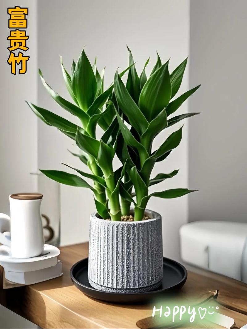 家里盆栽能种竹子吗？-第2张图片-吾爱花网