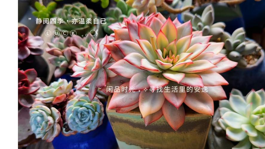 多肉冬季掉叶是正常消耗吗？-第1张图片-吾爱花网