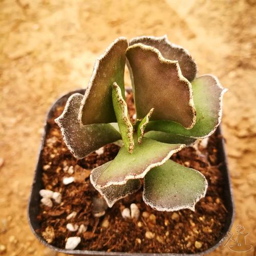 多肉冬季掉叶是正常消耗吗？-第2张图片-吾爱花网