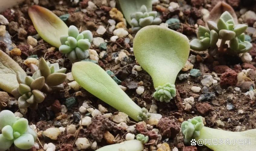 多肉冬季掉叶是正常消耗吗？-第3张图片-吾爱花网
