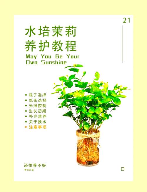 盆栽茉莉有哪些功效与禁忌？-第1张图片-吾爱花网