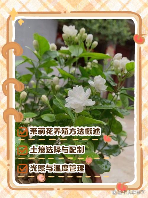 盆栽茉莉有哪些功效与禁忌？-第2张图片-吾爱花网