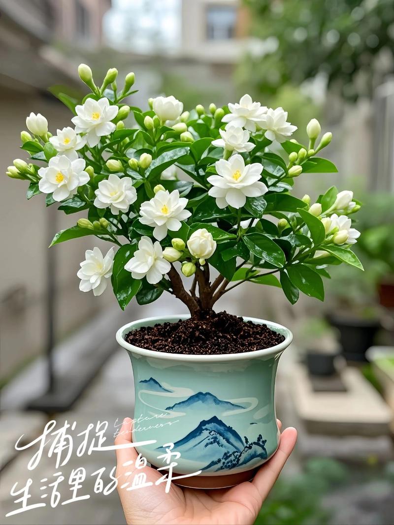 盆栽茉莉有哪些功效与禁忌？-第3张图片-吾爱花网