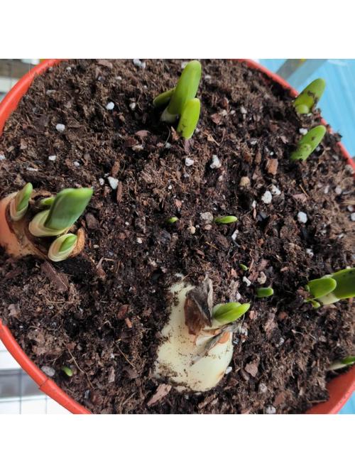 水培的水仙怎么转土培-第1张图片-吾爱花网