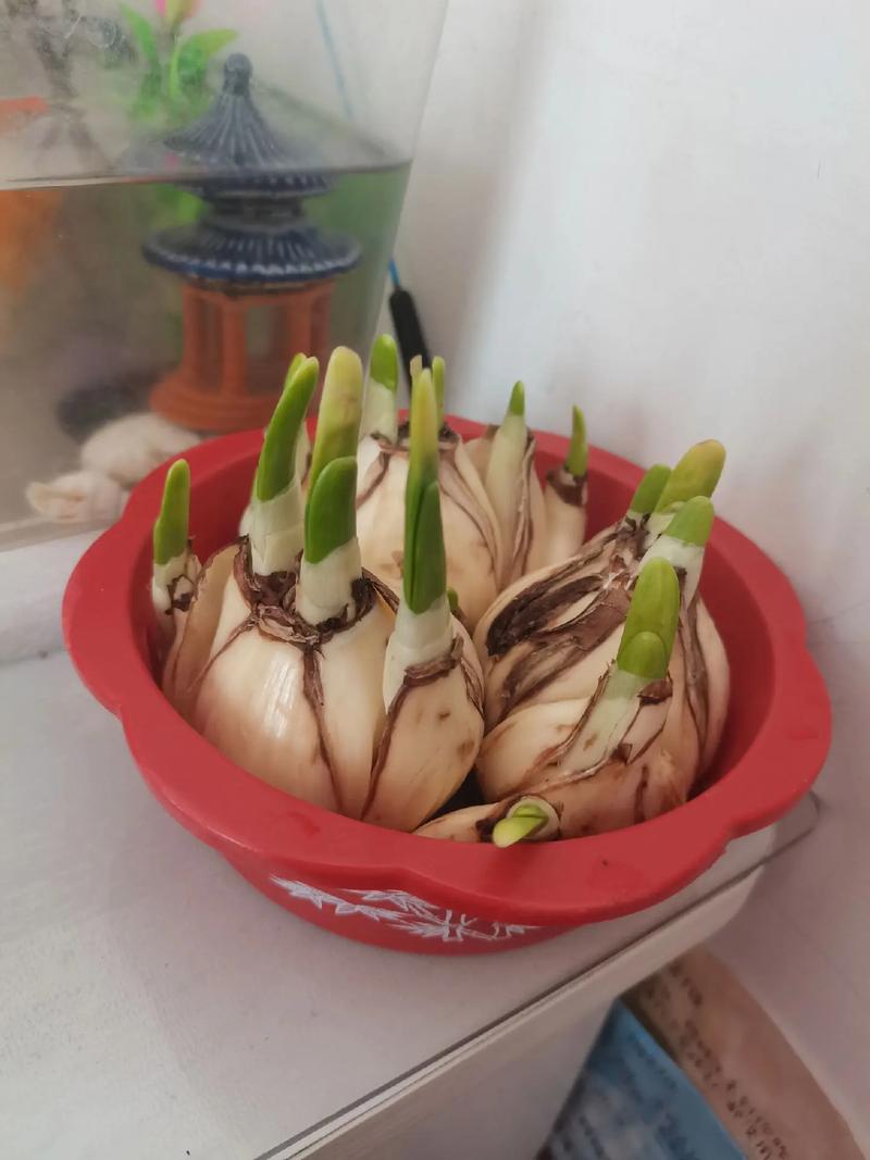 水培的水仙怎么转土培-第2张图片-吾爱花网