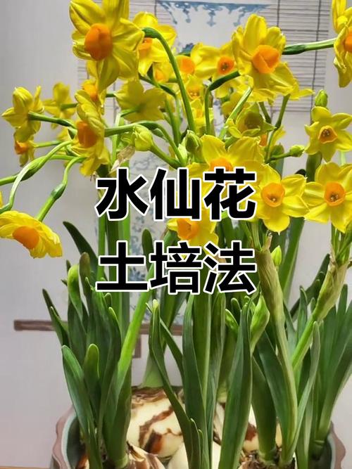 水培的水仙怎么转土培-第3张图片-吾爱花网