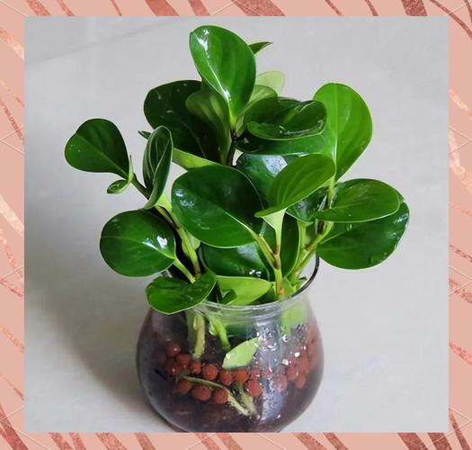 水培豆瓣绿水位多少合适？-第1张图片-吾爱花网