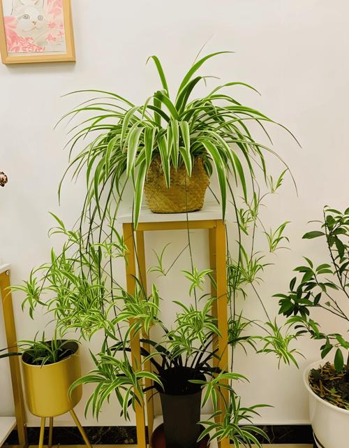 吊兰盆栽品种有多少种？-第3张图片-吾爱花网