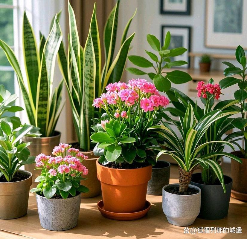 哪些盆栽花卉既耐寒又适合家庭养护?-第1张图片-吾爱花网 哪些盆栽花卉既耐寒又适合家庭养护?-第1张图片-吾爱花网