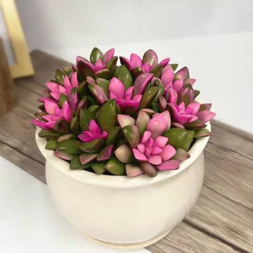 哪些盆栽花卉既耐寒又适合家庭养护?-第2张图片-吾爱花网 哪些盆栽花卉既耐寒又适合家庭养护?-第2张图片-吾爱花网