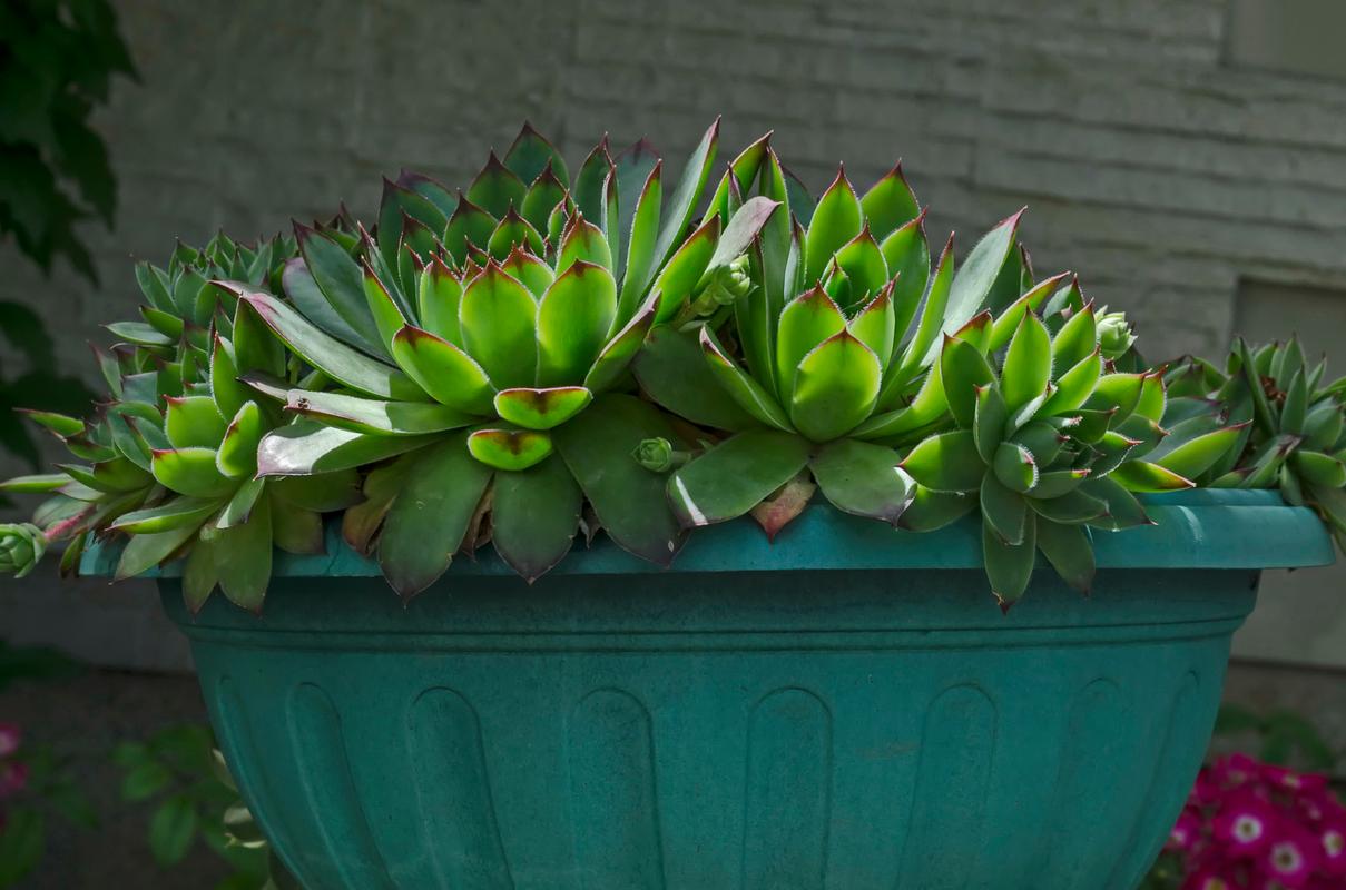 哪些盆栽花卉既耐寒又适合家庭养护?-第3张图片-吾爱花网 哪些盆栽花卉既耐寒又适合家庭养护?-第3张图片-吾爱花网