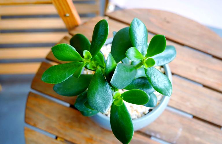 盆栽燕子掌怎么养才好?-第2张图片-吾爱花网 盆栽燕子掌怎么养才好?-第2张图片-吾爱花网