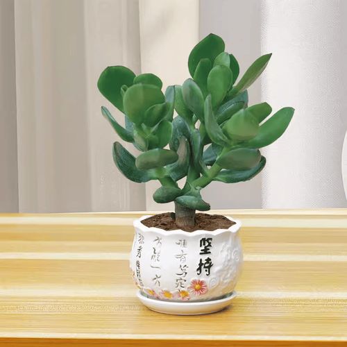 盆栽燕子掌怎么养才好?-第3张图片-吾爱花网 盆栽燕子掌怎么养才好?-第3张图片-吾爱花网