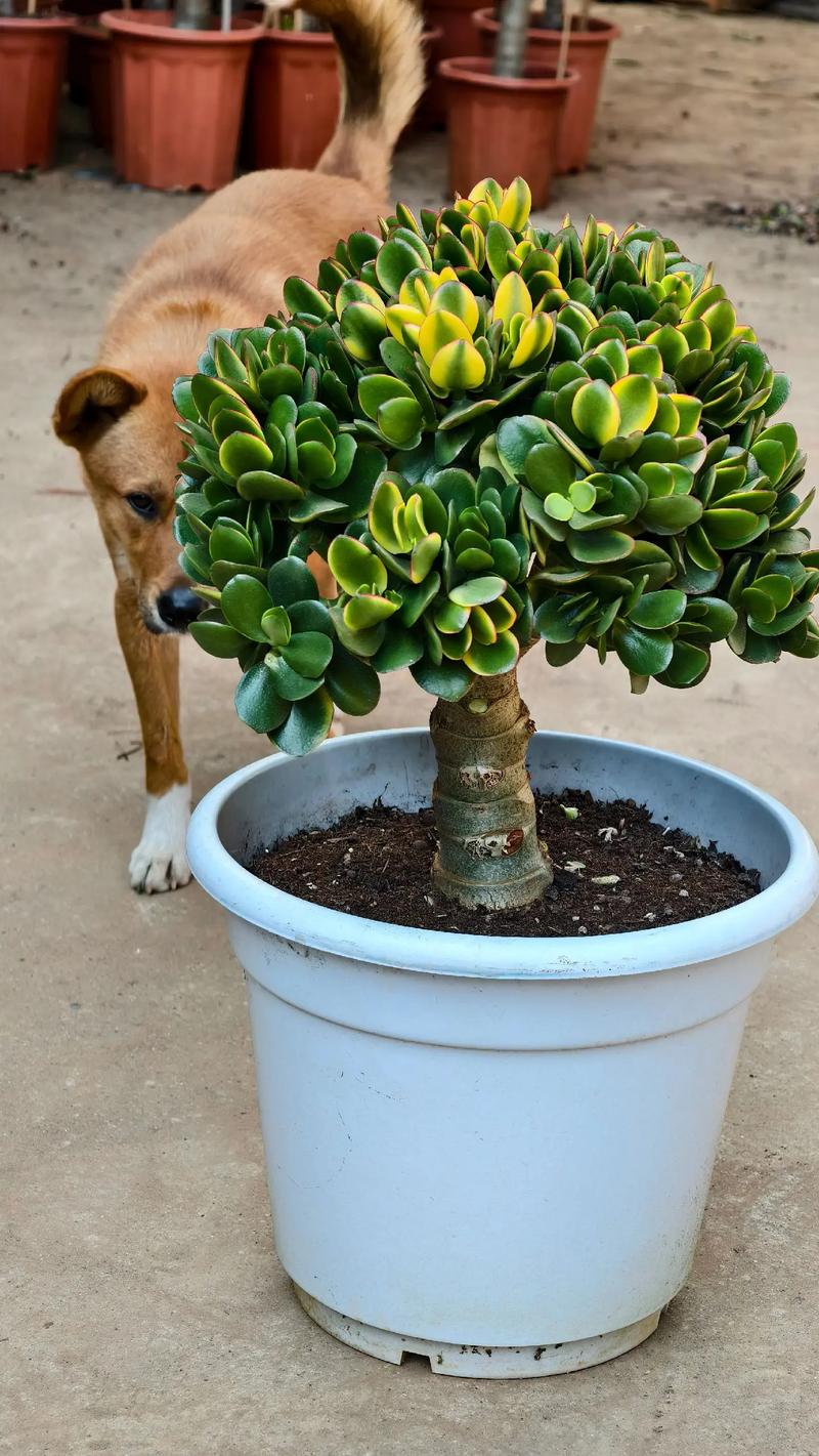 花月锦多肉怎么养才爆盆？-第1张图片-吾爱花网