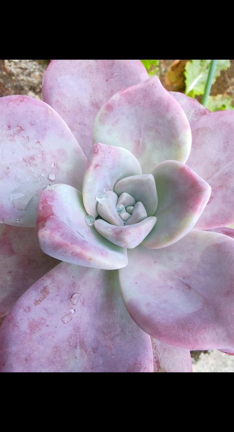 花月锦多肉怎么养才爆盆？-第2张图片-吾爱花网