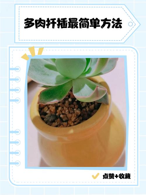 多肉扦插几天后能喷水？-第3张图片-吾爱花网