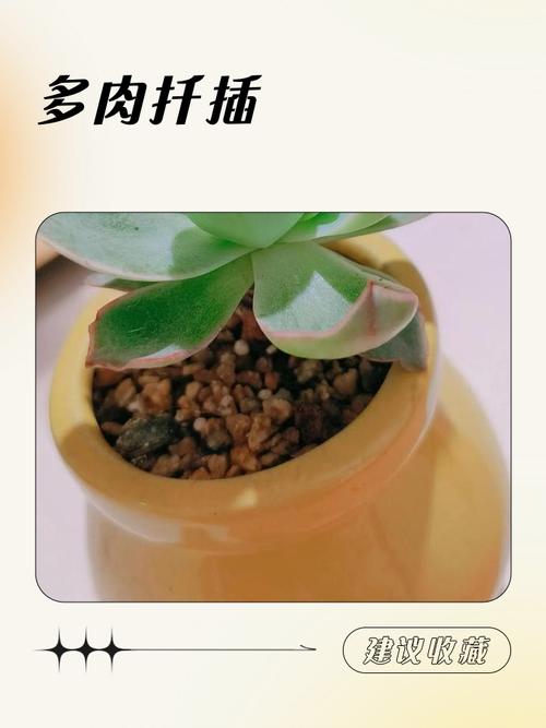 多肉扦插几天后能喷水？-第2张图片-吾爱花网