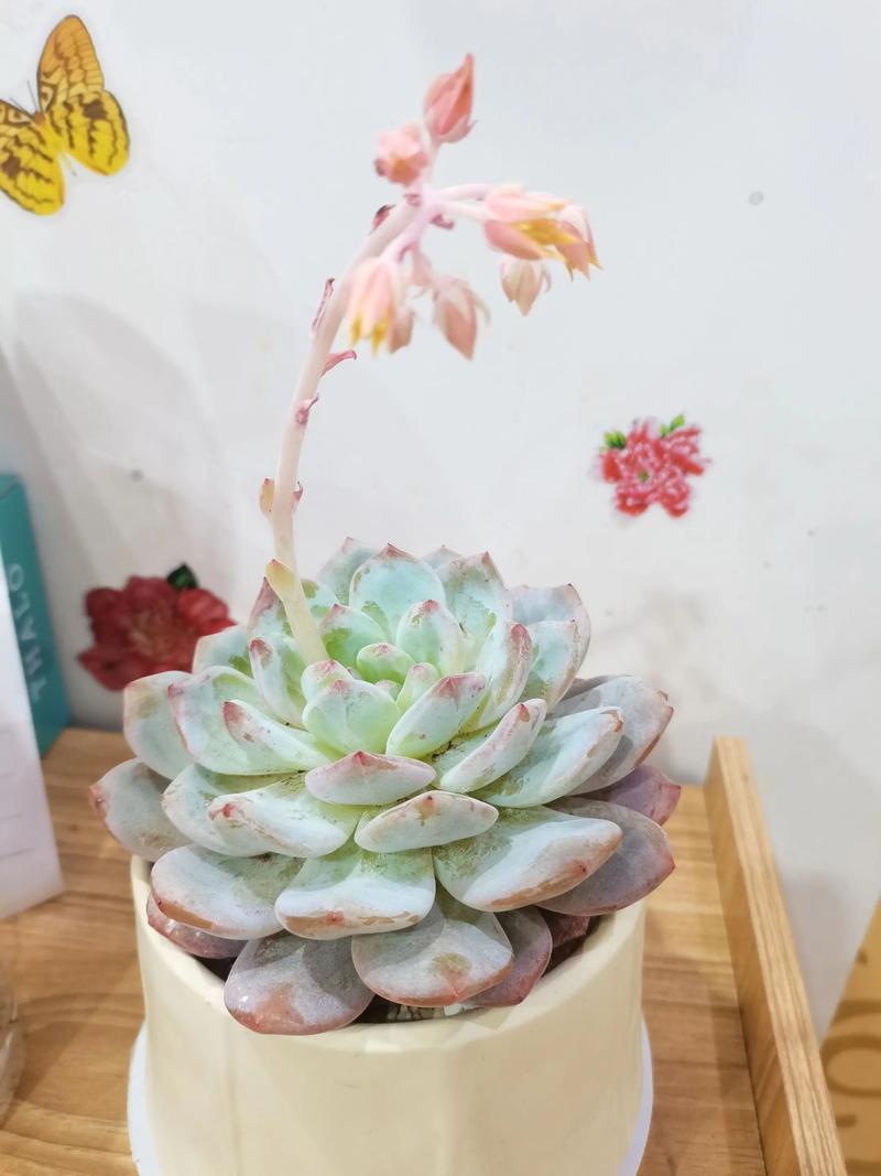 玉露开花会死吗?开什么花?-第1张图片-吾爱花网 玉露开花会死吗?开什么花?-第1张图片-吾爱花网