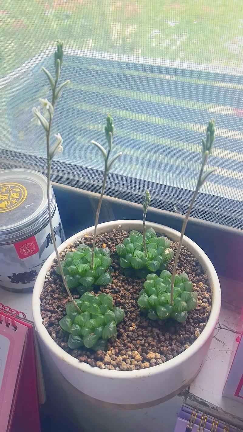 玉露开花会死吗?开什么花?-第3张图片-吾爱花网 玉露开花会死吗?开什么花?-第3张图片-吾爱花网