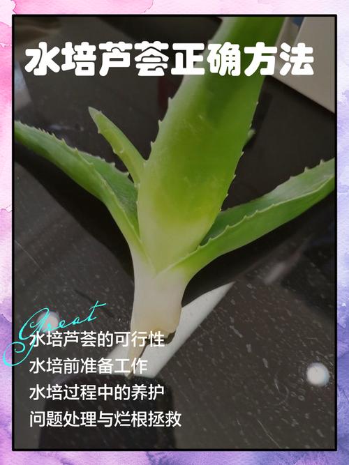 水培芦荟生根后能顺利成活吗?-第2张图片-吾爱花网 水培芦荟生根后能顺利成活吗?-第2张图片-吾爱花网