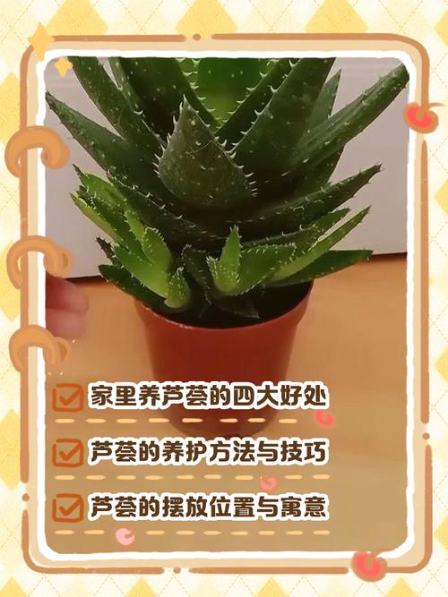 水培芦荟生根后能顺利成活吗?-第1张图片-吾爱花网 水培芦荟生根后能顺利成活吗?-第1张图片-吾爱花网