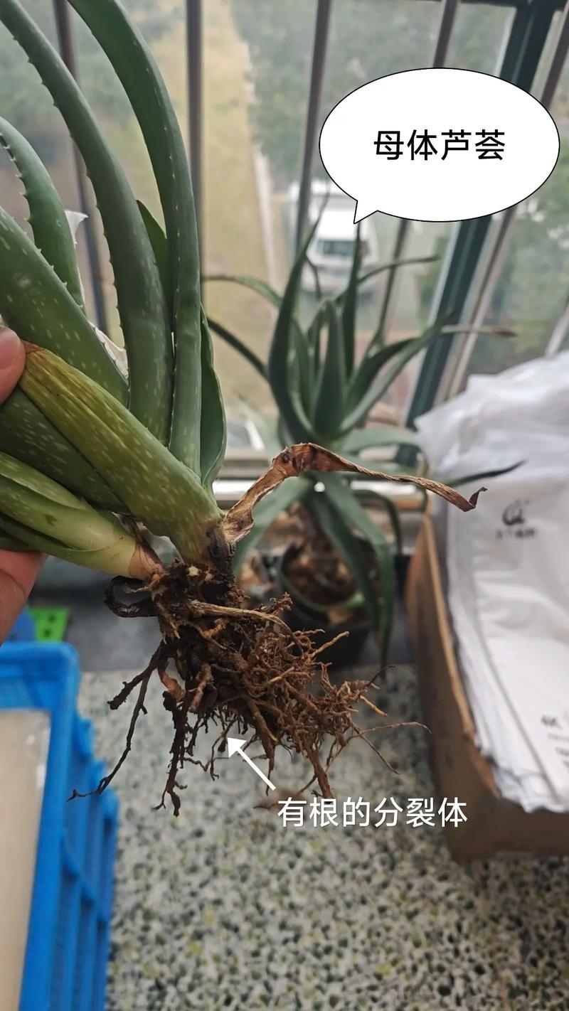 水培芦荟生根后能顺利成活吗?-第3张图片-吾爱花网 水培芦荟生根后能顺利成活吗?-第3张图片-吾爱花网