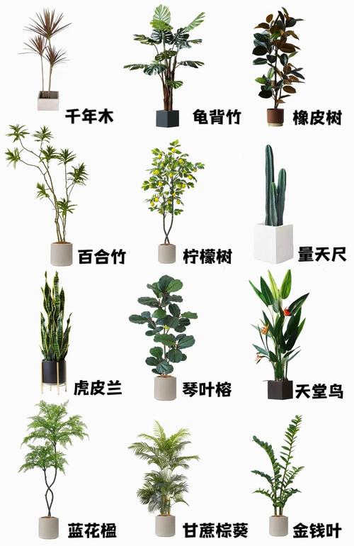 盆栽树有哪些常见品种及图片？-第1张图片-吾爱花网