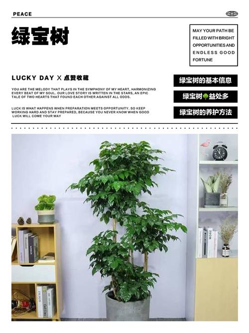 盆栽树有哪些常见品种及图片？-第2张图片-吾爱花网