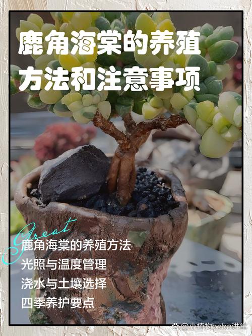 鹿角海棠浇水到底有哪些禁忌？-第1张图片-吾爱花网