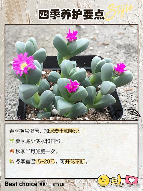 鹿角海棠浇水到底有哪些禁忌？-第2张图片-吾爱花网