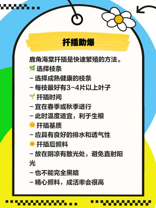 鹿角海棠浇水到底有哪些禁忌？-第3张图片-吾爱花网