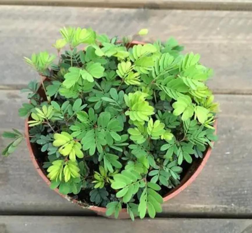 哪些常见盆栽花竟暗藏毒性？-第1张图片-吾爱花网