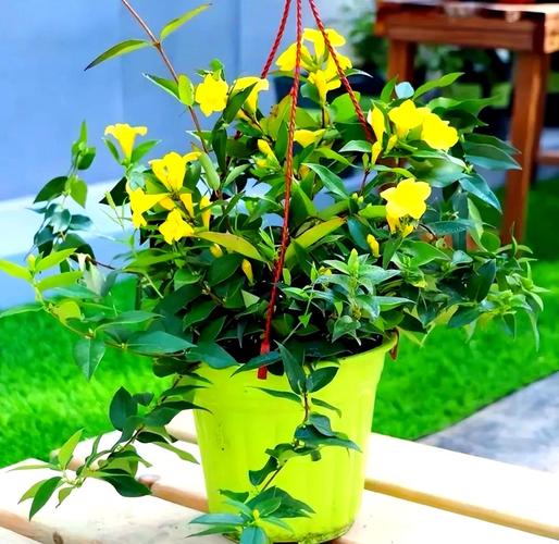 哪些常见盆栽花竟暗藏毒性？-第2张图片-吾爱花网