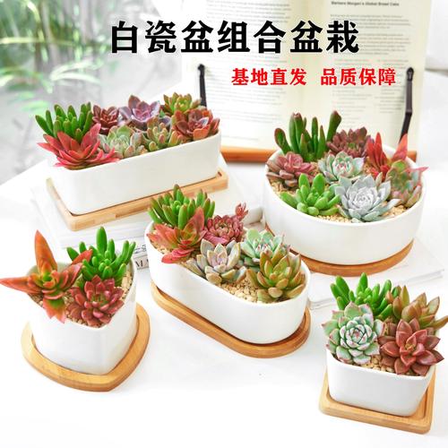 多肉组合盆栽怎么做？-第3张图片-吾爱花网