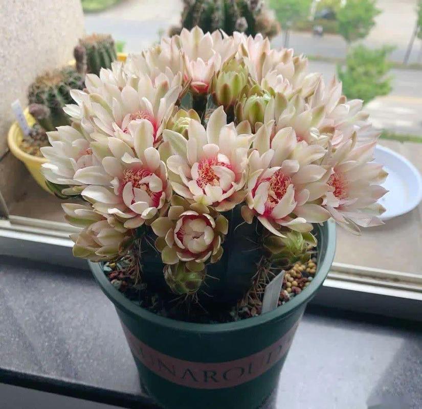 哪些多肉植物会开花？-第1张图片-吾爱花网