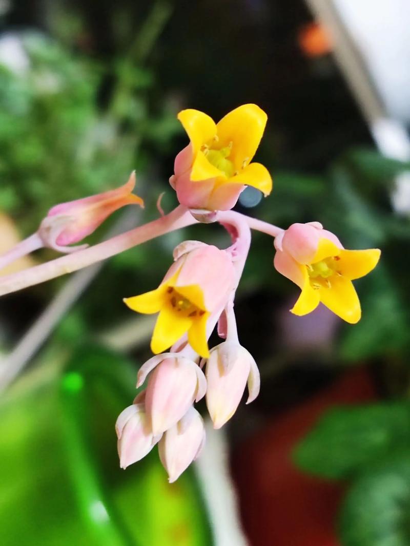 哪些多肉植物会开花？-第2张图片-吾爱花网