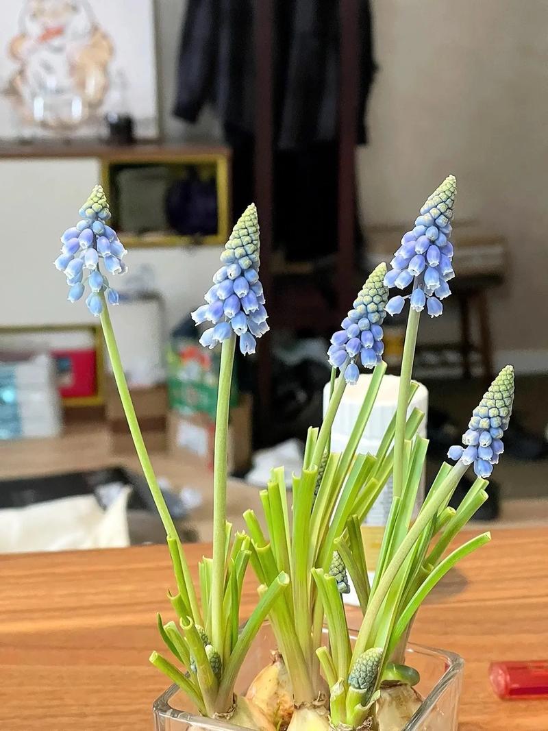 水培风信子每天晒多久太阳合适？-第1张图片-吾爱花网