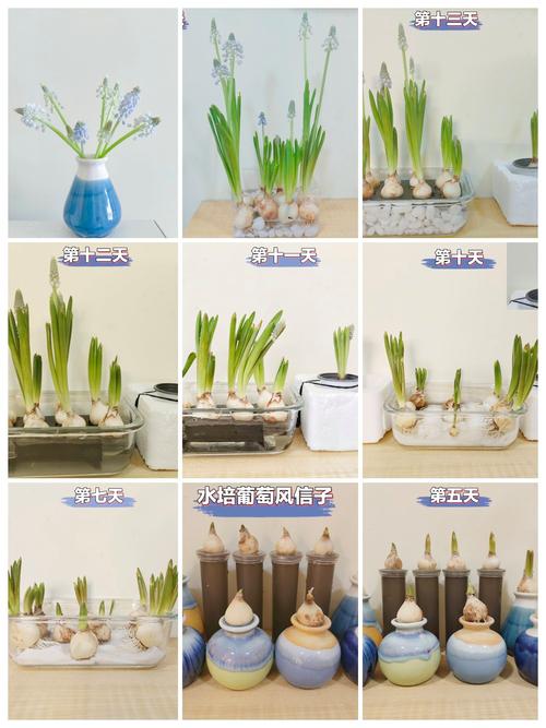 水培风信子每天晒多久太阳合适？-第2张图片-吾爱花网