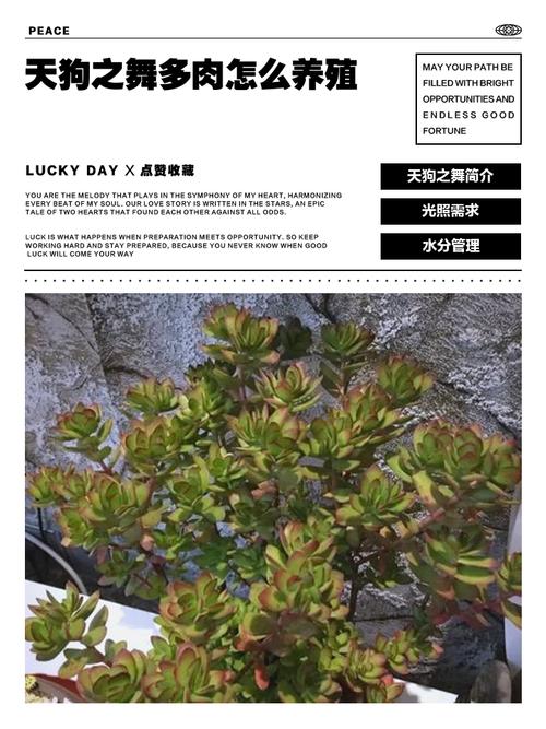 天狗之舞多肉怎么繁殖？-第1张图片-吾爱花网