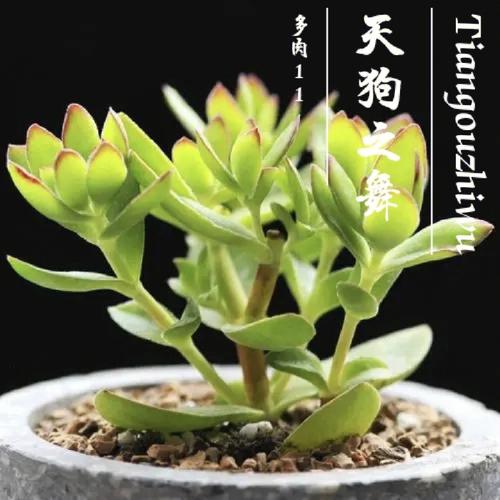 天狗之舞多肉怎么繁殖？-第2张图片-吾爱花网