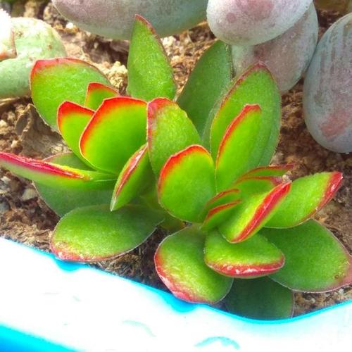 天狗之舞多肉怎么繁殖？-第3张图片-吾爱花网