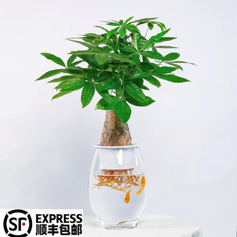 水培发财树吸水快是好事吗？-第1张图片-吾爱花网