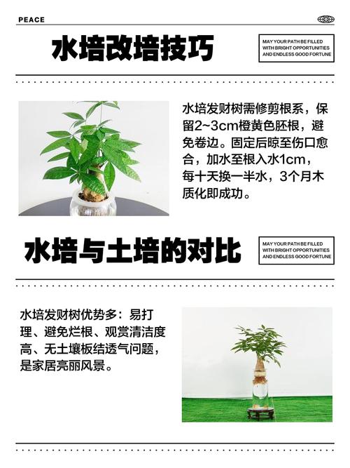 水培发财树吸水快是好事吗？-第2张图片-吾爱花网