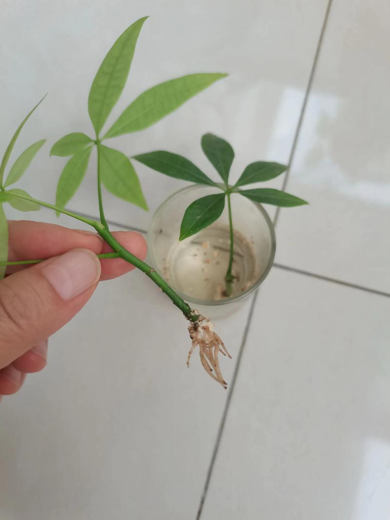 水培发财树吸水快是好事吗？-第3张图片-吾爱花网