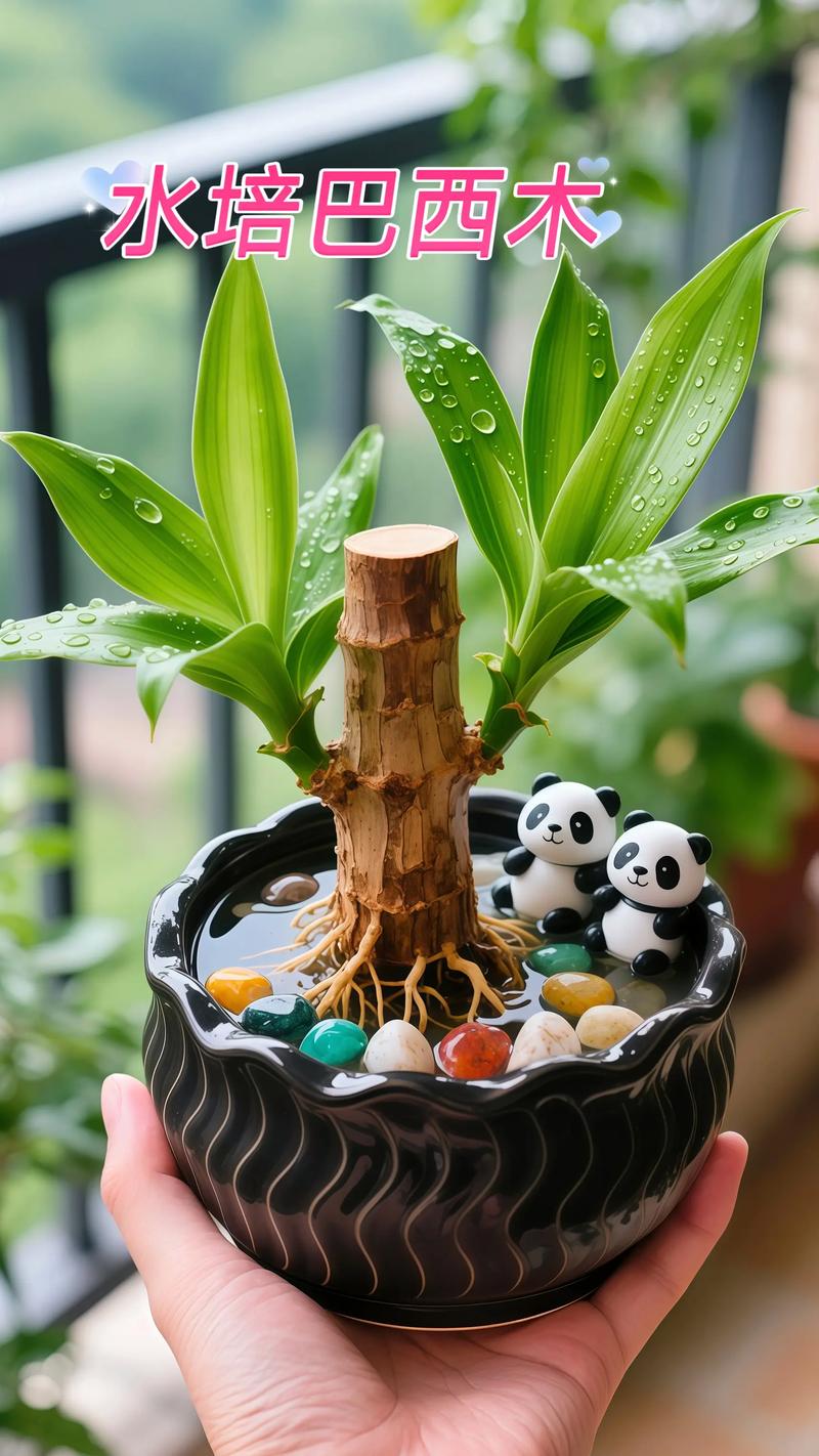巴西木水培盆栽为何要放石子？-第1张图片-吾爱花网