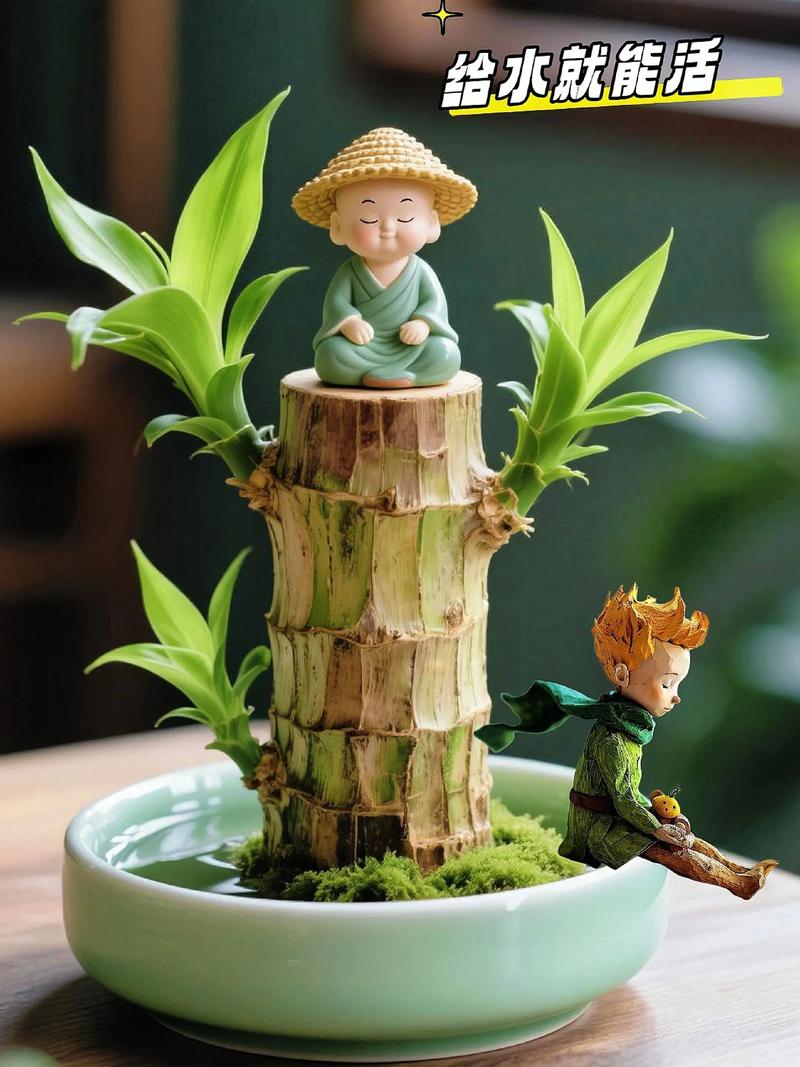 巴西木水培盆栽为何要放石子？-第3张图片-吾爱花网