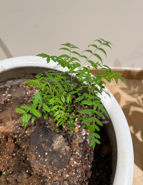 文冠果盆栽如何科学控水?-第1张图片-吾爱花网 文冠果盆栽如何科学控水?-第1张图片-吾爱花网