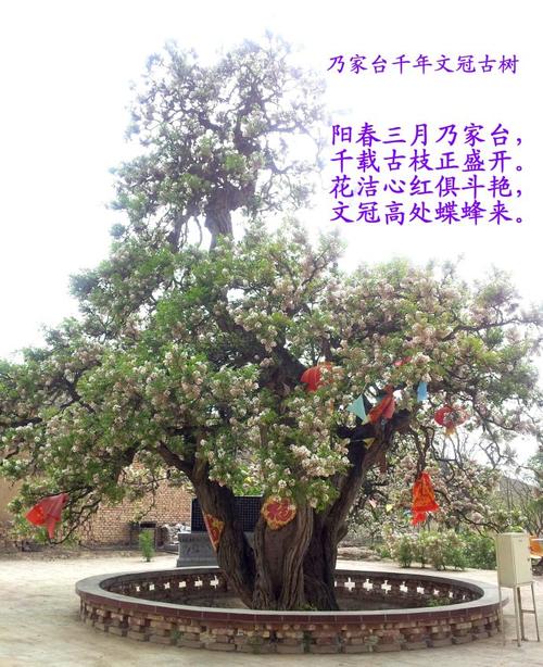 文冠果盆栽如何科学控水?-第2张图片-吾爱花网 文冠果盆栽如何科学控水?-第2张图片-吾爱花网